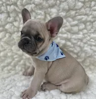 Arlo , a male French Bulldog for sale in Mountain Grove, MO – 6 of 9