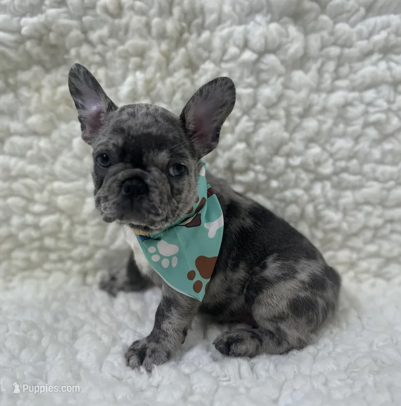Jake – French Bulldog puppy for sale in Mountain Grove, MO