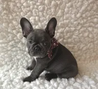 Jesse, a female French Bulldog for sale in Mountain Grove, MO – 4 of 5