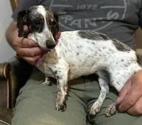 Daisy, a female Miniature Dachshund for sale in Mountain Grove, MO – 5 of 9