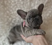 Lacey, a female French Bulldog for sale in Mountain Grove, MO – 2 of 6