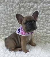Mabel, a female French Bulldog for sale in Mountain Grove, MO – 2 of 7