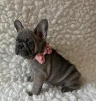Lacey, a female French Bulldog for sale in Mountain Grove, MO – 6 of 6
