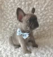 Tanner, a male French Bulldog for sale in Mountain Grove, MO – 2 of 5
