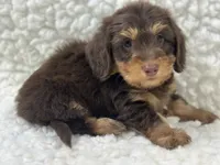 Hershey, a male Miniature Dachshund for sale in Mountain Grove, MO – 4 of 5