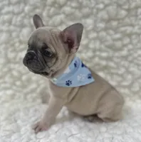 Arlo , a male French Bulldog for sale in Mountain Grove, MO – 7 of 9