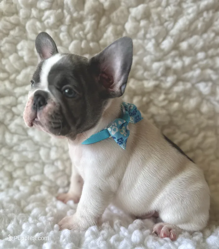 Ringo – French Bulldog puppy for sale in Mountain Grove, MO