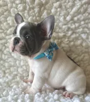 Ringo, a male French Bulldog for sale in Mountain Grove, MO – 1 of 6