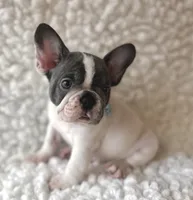Ringo, a male French Bulldog for sale in Mountain Grove, MO – 2 of 6