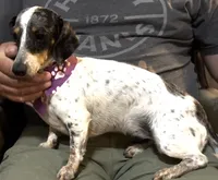 Daisy, a female Miniature Dachshund for sale in Mountain Grove, MO – 1 of 9