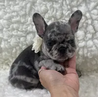 Rowdy, a male French Bulldog for sale in Mountain Grove, MO – 3 of 4