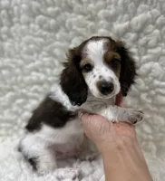 Wally, a male Miniature Dachshund for sale in Mountain Grove, MO – Photo 5 of 6