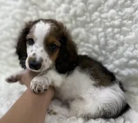 Wally, a male Miniature Dachshund for sale in Mountain Grove, MO – Photo 6 of 6