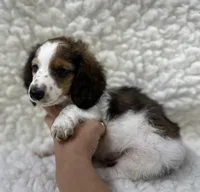 Wally, a male Miniature Dachshund for sale in Mountain Grove, MO – Photo 2 of 6