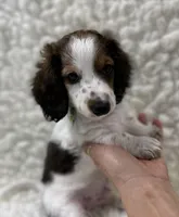 Wally, a male Miniature Dachshund for sale in Mountain Grove, MO – Photo 3 of 6