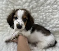 Wally, a male Miniature Dachshund for sale in Mountain Grove, MO – Photo 4 of 6