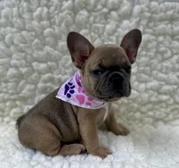 Mabel, a female French Bulldog for sale in Mountain Grove, MO – 5 of 7