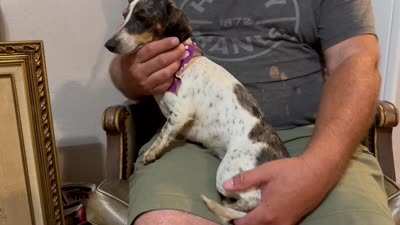 Daisy, a female Miniature Dachshund for sale in Mountain Grove, MO – 9 of 9