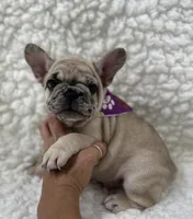 SuzyQ , a female French Bulldog for sale in Mountain Grove, MO – 4 of 5