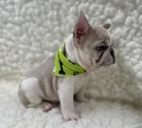 Tully, a female French Bulldog for sale in Mountain Grove, MO – 7 of 8