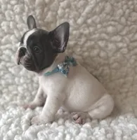 Ringo, a male French Bulldog for sale in Mountain Grove, MO – 4 of 6