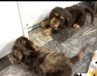 Hershey, a male Miniature Dachshund for sale in Mountain Grove, MO – 3 of 5