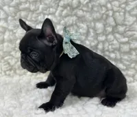Panther, a male French Bulldog for sale in Mountain Grove, MO – 2 of 4