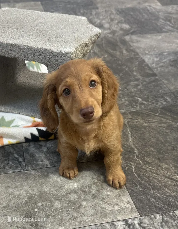 Frannie , a female Miniature Dachshund for sale in Mountain Grove, MO – 1 of 8