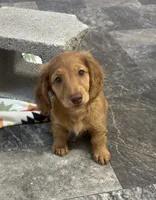 Frannie , a female Miniature Dachshund for sale in Mountain Grove, MO – 1 of 8