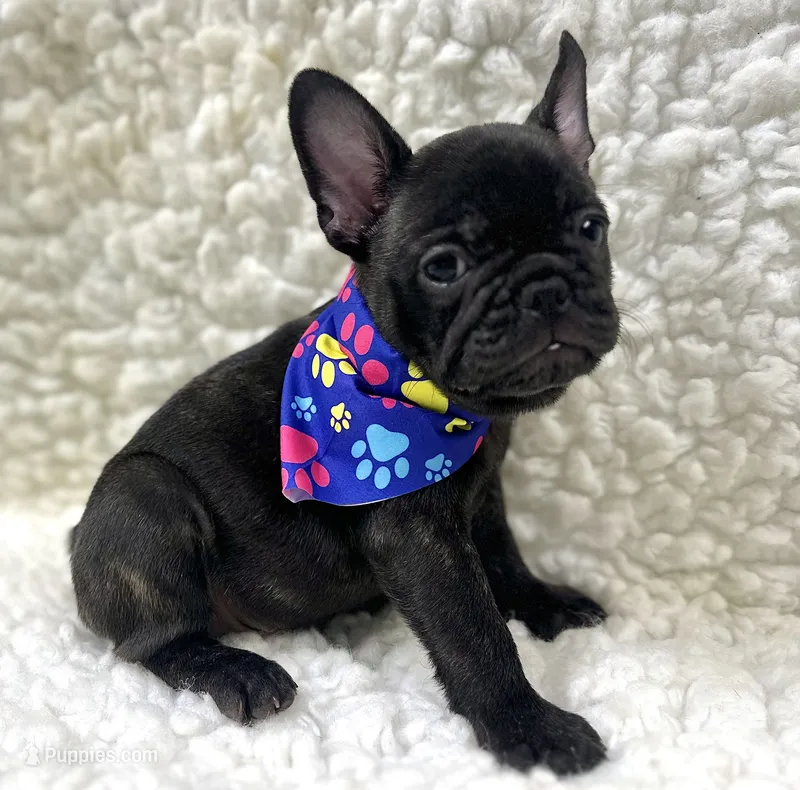 Boone – French Bulldog puppy for sale in Mountain Grove, MO