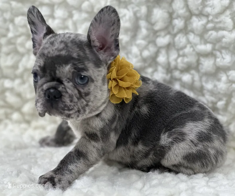 Jake – French Bulldog puppy for sale in Mountain Grove, MO