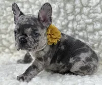 Jake, a male French Bulldog for sale in Mountain Grove, MO – 1 of 3