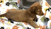 Frannie , a female Miniature Dachshund for sale in Mountain Grove, MO – 6 of 8
