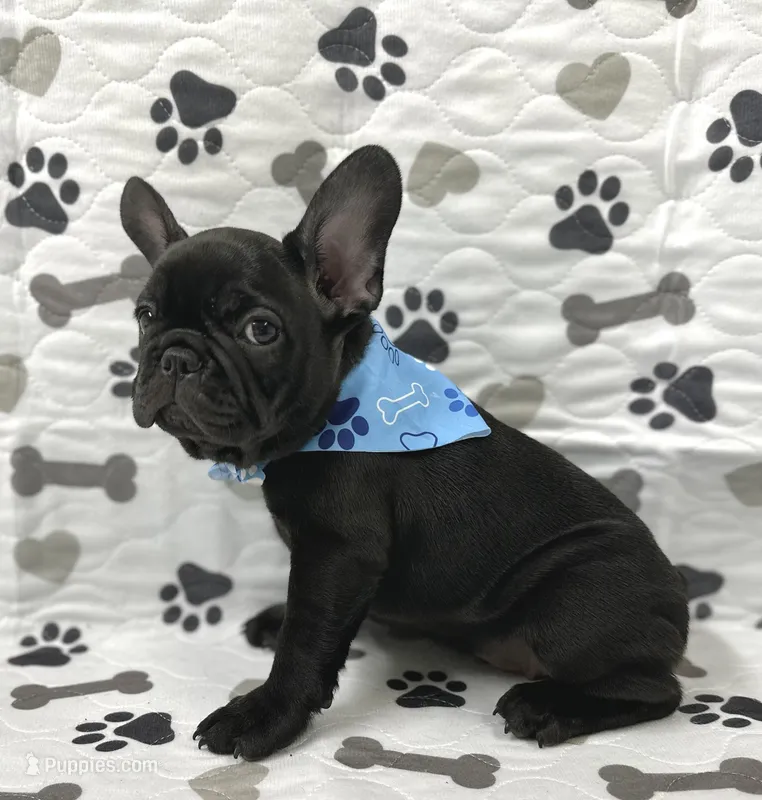 Panther – French Bulldog puppy for sale in Mountain Grove, MO