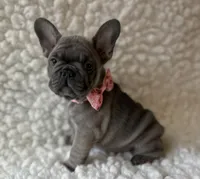 Lacey, a female French Bulldog for sale in Mountain Grove, MO – 3 of 6