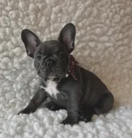 Jesse, a female French Bulldog for sale in Mountain Grove, MO – 2 of 5