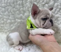 Tully, a female French Bulldog for sale in Mountain Grove, MO – 5 of 8