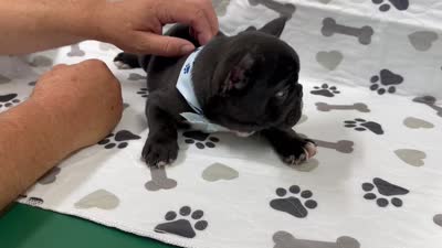 Bingo, a male French Bulldog for sale in Mountain Grove, MO – 6 of 6