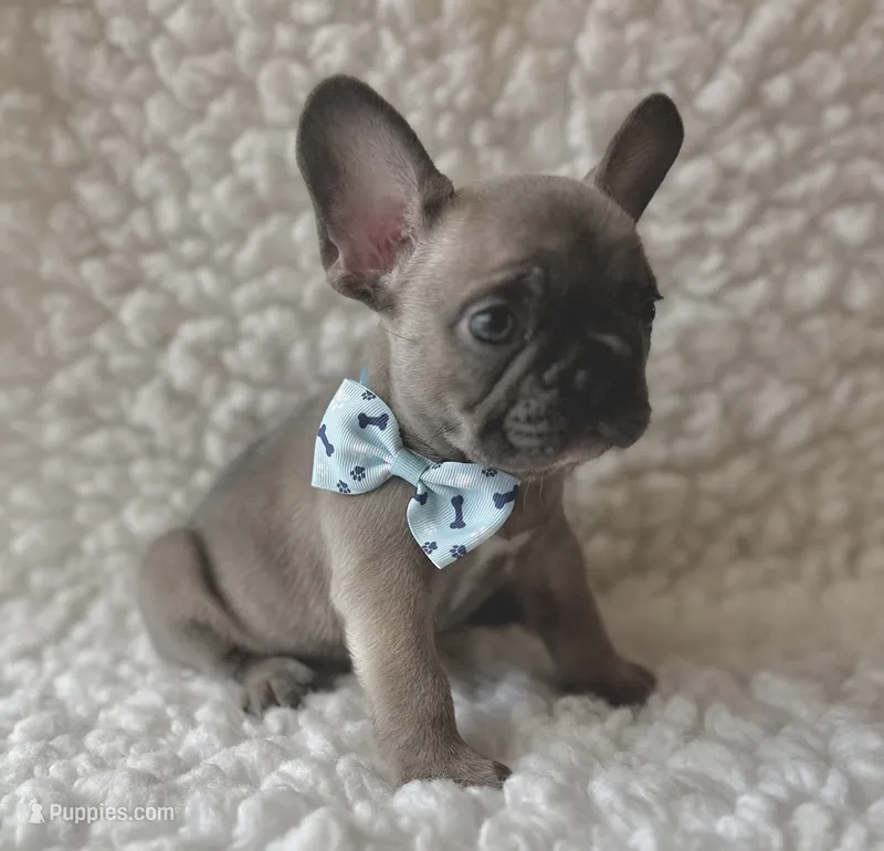 Tanner – French Bulldog puppy for sale in Mountain Grove, MO