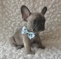 Tanner, a male French Bulldog for sale in Mountain Grove, MO – 1 of 5