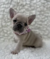 Maggie , a female French Bulldog for sale in Mountain Grove, MO – 3 of 7