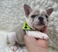 Tully, a female French Bulldog for sale in Mountain Grove, MO – 3 of 8
