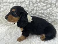 Sadie, a female Miniature Dachshund for sale in Mountain Grove, MO – 3 of 5