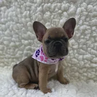 Mabel, a female French Bulldog for sale in Mountain Grove, MO – 6 of 7