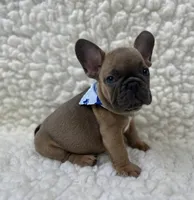 Jack, a male French Bulldog for sale in Mountain Grove, MO – 2 of 5
