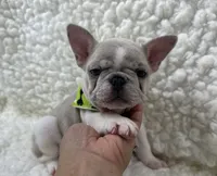 Tully, a female French Bulldog for sale in Mountain Grove, MO – 1 of 8