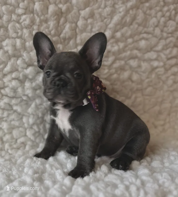 Jesse – French Bulldog puppy for sale in Mountain Grove, MO