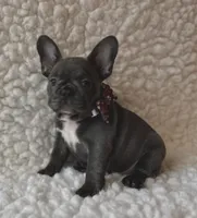 Jesse, a female French Bulldog for sale in Mountain Grove, MO – 1 of 5