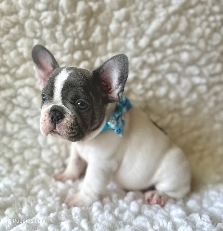 Ringo – French Bulldog puppy for sale in Mountain Grove, MO