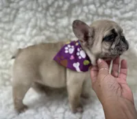 SuzyQ , a female French Bulldog for sale in Mountain Grove, MO – 2 of 5